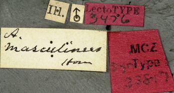 Media type: image;   Entomology 33817 Aspect: labels